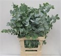 Эвкалипт-Eucalyptus-Cinerea-70cm-300gr-bunch 4344f41c-bfa6-11ec-0a80-0b4c0008aae6
