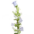 Кампанула-Campanula-M Champion Lavend-75cm 4364a42b-3f5c-11ee-0a80-054d003db094