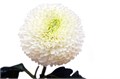 Хризантема одн-Chrysant Gr-Superbowl-70cm-75gr 436a6e60-3f5c-11ee-0a80-054d003db097