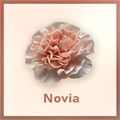 Гвоздика-Dianthus-Novia--FC 436c77c0-5cd0-11ed-0a80-042b002a5196