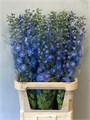 Дельфиниум-Delphinium-Du Cent Skyblu-90cm 436ff0f8-3f5c-11ee-0a80-054d003db09a