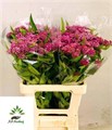 Асклепиас-Asclepias-Inc Soulmate-60cm 437b6914-5e4c-11f0-0a80-01f40017d843