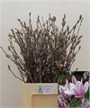 Магнолия-Magnolia-Grandiflora-120cm 4381d0c0-07ef-11f0-0a80-173a003a7520
