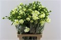 Ранункулус-Ranunculus-Butterfly Graces-60cm 438ffa2b-07ef-11f0-0a80-173a003a7523