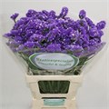 Лимониум-Limonium-S Cryst Dark Blu-70cm-33gr 43920f25-3f5c-11ee-0a80-054d003db09d