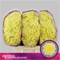 Хризантема сант-Chrysant sant-Baykal Lunar-55cm-140gr 43a68146-07ef-11f0-0a80-173a003a752c
