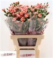 Гвоздика куст-Dianthus Tr-Miss Trendy-65cm 43b4e976-07ef-11f0-0a80-173a003a752f