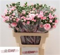 Гвоздика куст-Dianthus Tr-Rosadita-60cm 43b75b70-07ef-11f0-0a80-173a003a7532