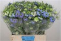 Нигелла-Nigela-Damascena Ov-60cm 43bb5a40-5e4c-11f0-0a80-01f40017d88d