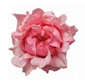 Роза-Rosa-Pink Margo-40cm-CN 43bd37a4-f4bc-11ed-0a80-071f00118260