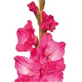 Гладиолус Gr-Gladiolus Gr-Fairyta Pink-130cm-200gr 43d1f60a-3f5c-11ee-0a80-054d003db0ac
