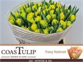 Тюльпан-Tulip-Du Foxy Foxtrot-40cm-42gr 43d3be0e-07ef-11f0-0a80-173a003a7536