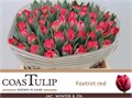 Тюльпан-Tulip-Du Ov-40cm-42gr 43d63201-07ef-11f0-0a80-173a003a7539