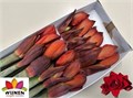 Амариллис St-Hippeastrum St-Dg Double King-80cm 07d22a2b-cc39-11f0-0a80-0ffc001d6c0f
