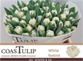 Тюльпан-Tulip-Du White Foxtrot-37cm-38gr 43d884ce-07ef-11f0-0a80-173a003a753c