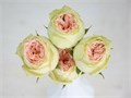 Роза куст-Rosa sp-Pavlova-53cm-Ti 43e22ec5-a3c9-11ed-0a80-00d80014037b