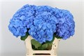 Гортензия-Hydrangea-M Pimpernel-85cm 43e249ec-bfa4-11ec-0a80-0b4c0006c79a