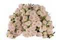 Роза куст-Rosa sp-Sand Blossoms-50cm-Si 43e6ff0d-b566-11ee-0a80-0673001a09c0