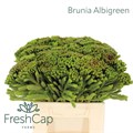 Бруния-Brunia-Albigreen-50cm 07d575b2-cc39-11f0-0a80-0ffc001d6c12