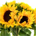 Подсолнух-Helianthus-Sunrich Orange--80cm/ 43e87fe4-2856-11ed-0a80-076f000e591a