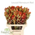 Леукадендрон-Leucadendron-Nervosum Red-60cm 43eb1a43-07ef-11f0-0a80-173a003a7543