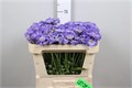 Скабиоза-Scabiosa-C Staefa-60cm 43eef21b-3f5c-11ee-0a80-054d003db0bb