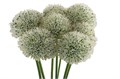 Аллиум-Allium-Mount Everest-95cm 43f16cc3-5e4c-11f0-0a80-01f40017d8c1