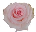 Роза-Rosa-Novia-50cm-PE 43f99b7b-bfa9-11ec-0a80-0b4c000b6353