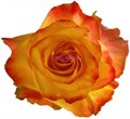 Роза-Rosa-Newsflash-50cm-IS 44072f75-bfa9-11ec-0a80-0b4c000b6366