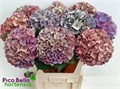 Гортензия-Hydrangea-M Rodeo Cl-80cm 4410d7fc-bfa4-11ec-0a80-0b4c0006c7db