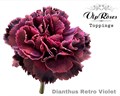 Гвоздика ст-Dianthus st-Retro Violet-/60cm 442708bd-4cc4-11ee-0a80-02c80014178c