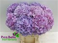 Гортензия-Hydrangea-M Roy Benefit-60cm 44277680-bfa4-11ec-0a80-0b4c0006c7f6