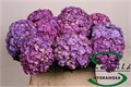 Гортензия-Hydrangea-M Roy Anasta Rs-75cm 442eabe7-bfa4-11ec-0a80-0b4c0006c7ff