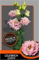 Лизиантус G-Lisianthus G-Celeb Queen-72cm 07d7992b-df03-11ee-0a80-0ce8003241a0