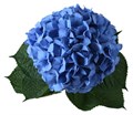 Гортензия-Hydrangea-M Pimpernel-80cm 44360719-bfa4-11ec-0a80-0b4c0006c808