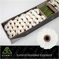 Гербера-Gerbera-Mi Doos Snoopy-45cm 4439b67c-3f5c-11ee-0a80-054d003db0c7