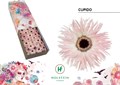 Гербера-Gerbera-Gr Gersp Doos Cupido-45cm 443e5d9c-3f5c-11ee-0a80-054d003db0ca