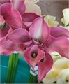Калла винная (Краснодар) 4446f1f0-397e-11f0-0a80-065e00241adc