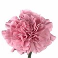 Гвоздика-Carnation-Pink Montezuma-70cm-Si 44537a2e-d733-11ef-0a80-19c600321600