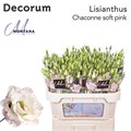 Лизиантус G-Lisianthus G-Chac Soft Pink-70cm 07db60b8-df03-11ee-0a80-0ce8003241a3