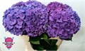 Гортензия-Hydrangea-M Rodeo Pa-80cm 4464088d-bfa4-11ec-0a80-0b4c0006c847