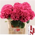 Гортензия-Hydrangea-M Rodeo Rd-80cm 4468956a-3f5c-11ee-0a80-054d003db0d0