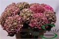 Гортензия-Hydrangea-M Rodeo Cl-75cm 446a7f34-bfa4-11ec-0a80-0b4c0006c850