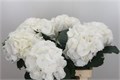 Гортензия-Hydrangea-M Schneeball--80cm 4485cb85-bfa4-11ec-0a80-0b4c0006c872