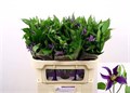Клематис-Clematis-Amazing Oslo-/70cm 448f407b-835a-11f0-0a80-1b3100288627