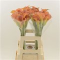 Калла-Zantedechia-Sunset Passion--65cm 449dbdc5-be4d-11f0-0a80-15c3003965c1