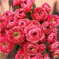Роза куст-Rosa sp-Julietta Raspberry-53cm--Ti 44bdafae-e913-11ee-0a80-0935001f4180