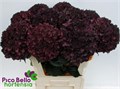 Гортензия-Hydrangea-M Mag Ruby Cl P-/80cm 44c5722a-93d3-11f0-0a80-006100132dbd