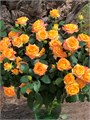 Роза куст-Rosa sp-Eternal Flame-50cm-Ge 07e99af9-c970-11ed-0a80-02c1000e6540
