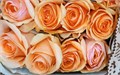 Роза-Rosa-Felicity-40cm-AG 44d05ccc-33ef-11ef-0a80-0dc000015087